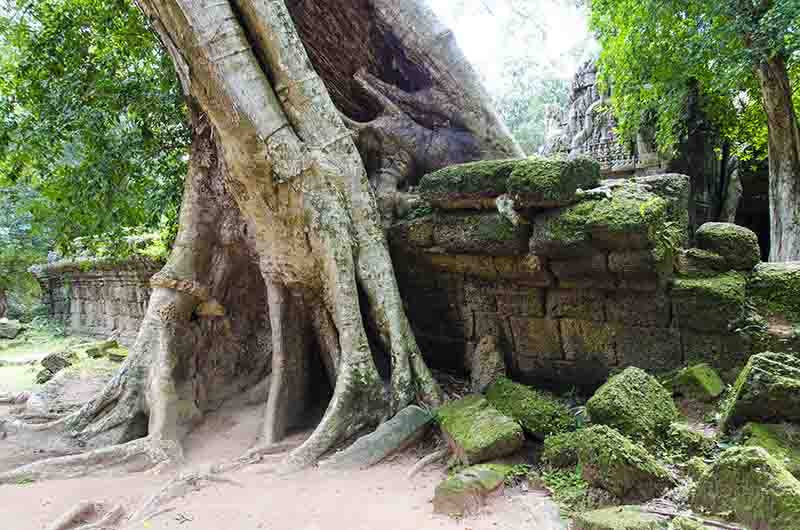 92 - Camboya - Angkor - templo de Ta Prohm